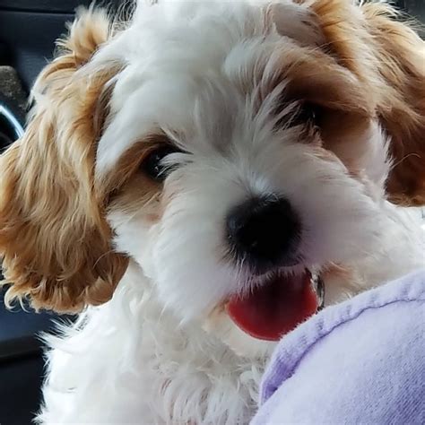 However, free maltese dogs and puppies are a rarity as rescues usually charge a small adoption fee to cover their expenses (usually less than $200). Maltese Puppies For Sale | Sacramento, CA #306563