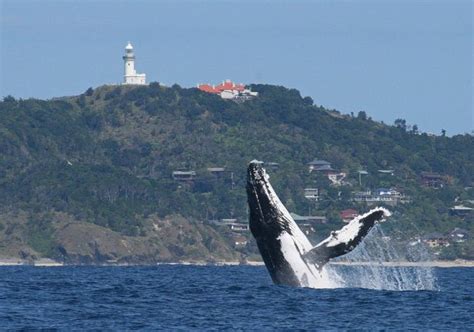 Whale Watching Byron Bay Vantage Points And Tours