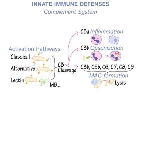 Immunology Microbiology Glossary Complement Activation Ditki