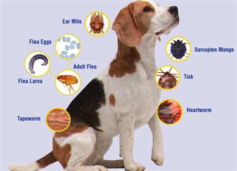 Dog Parasites And Worms The Amazing Dog Breeds Of The World