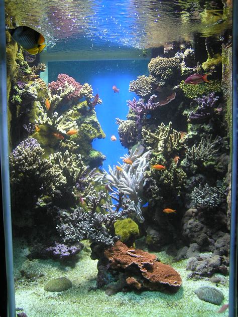 Reef Aquarium Wikipedia