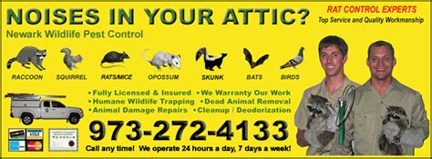 They will come equipped with all the necessary things to get the job done. Newark Animal Control - NJ Raccoon Rat Bat Squirrel Bird ...