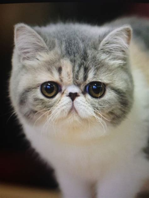 Exotic Shorthair Kittens Beaux Chats Chats Persans Chats Adorables
