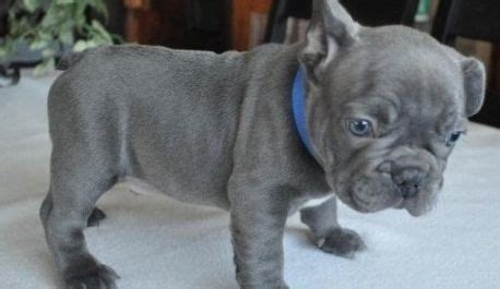 We, at austin french bulldogs, pride ourselves on keeping great relationships with our clients after they take home their new french bulldog puppy by providing them with advice, resources, recommended products, and even a monthly frenchie meet up in the austin area. Blue Mini French Bulldog Puppies | French bulldog puppies ...