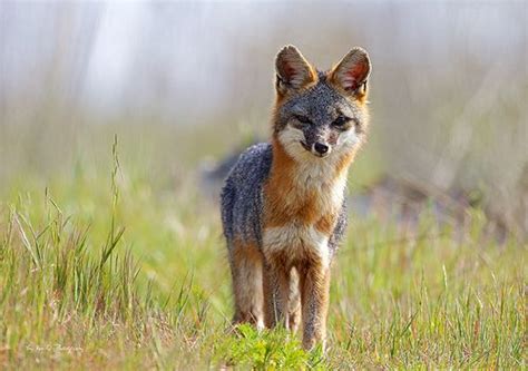 Howtoskinatiger Grey Fox By Thy Bun On Flickr North American