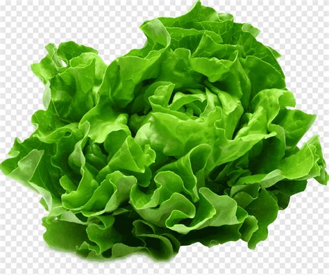 Lechuga Alimentos Organicos Verduras Verdes Salade Verte Vegetales De