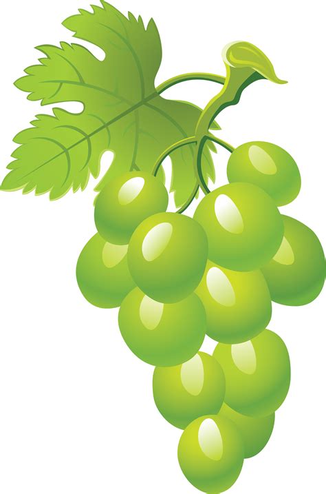 Green Grapes Png Image Grape Drawing Grapes Green Grapes