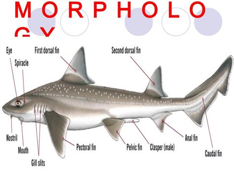 Class Chondrichthyes Zoorepowt1