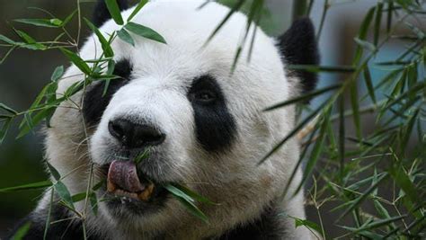 Malaysians Bid Tearful Farewell As Panda Cubs Head To China