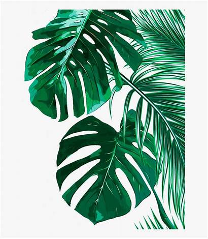Tropical Leaves Resolution Clipart Clipartkey
