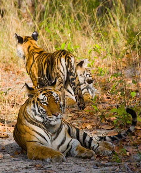 Mother And Cub Wild Bengal Tiger In The Grass India Bandhavgarh