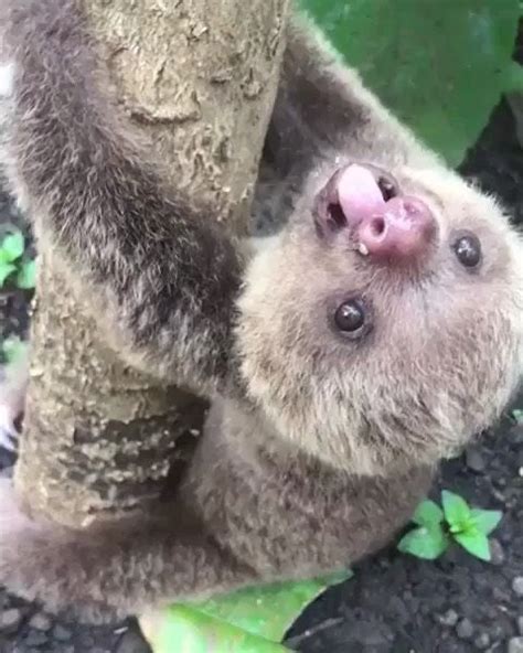 Animals Doing Things On Instagram Baby Sloth Practices Tree Climbing