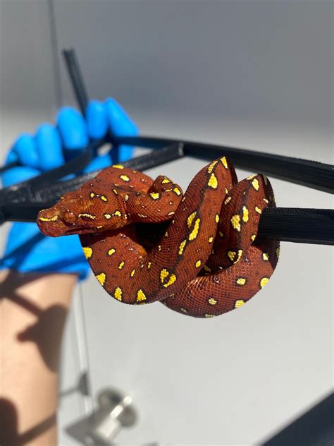 Red Neonate Biak Fb Import Green Tree Python By Scale Select