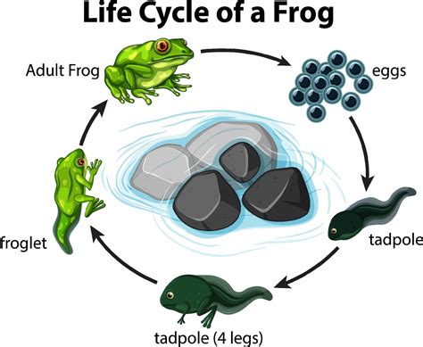 Diagram Showing Life Cycle Of Frog Vector Art At Vecteezy Sexiz Pix