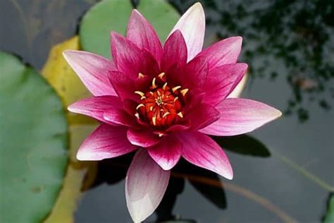 10 Flowering Pond Plants Water Garden Advice