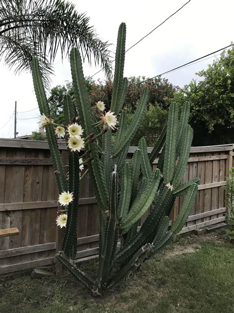 didn-t-know-my-san-pedro-cactus-had-flowers-whatsthisplant