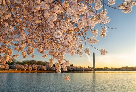 National Park Service Announces Cherry Blossom Peak Bloom The