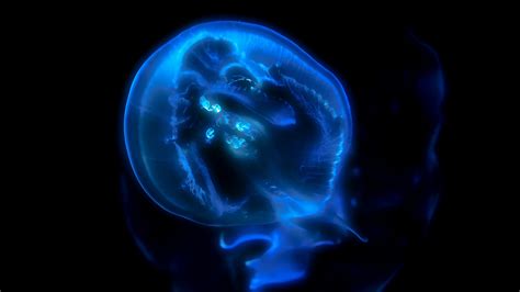 Download 1920x1080 Wallpaper Blue Jellyfish Glowing Underwater Full