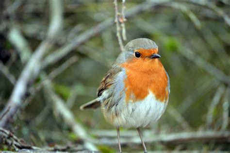Female Robin Uk Identification Behaviour And Facts