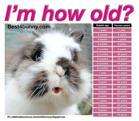 The Life Stages Of A Rabbit — Westleys World