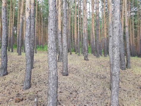 Pine Trees Grow In The Forest Stock Image Image Of Detail Macro