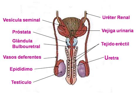 Sistema Reproductor Masculino Mind Map