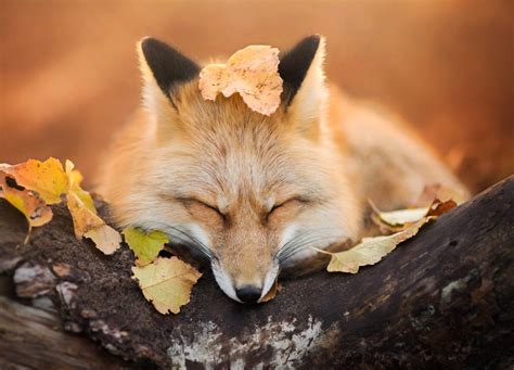 Red Fox In Autumn Foxes Photo Fanpop