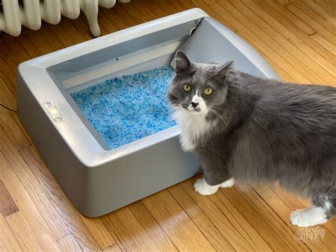 Scoopfree Self Cleaning Litter Box For Easier Cat Care Thrifty Jinxy