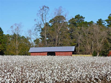 Cotton Field Near Statesboro Georgia Mark Denton Flickr