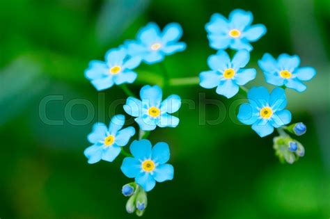 Download these sky blue background or photos and you can use them for many purposes, such as banner, wallpaper, poster background as well as powerpoint background and website background. Nine sky-blue flowers plants on blurred green background ...