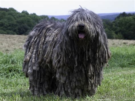 Bergamasco Sheepdog This One Reminds Me Of The Thing From