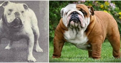 Incredible Then And Now Pictures That Show What Popular Dog Breeds