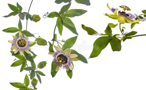Passion Flower Passiflora Isolated On White Background Stock Image