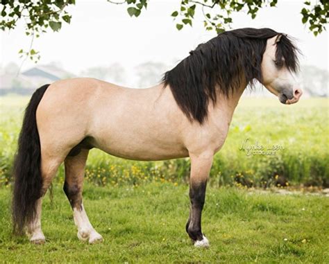 Raza De Caballos Pony Welsh Gustavo Mirabal Mundo Ecuestre