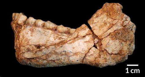 Oldest Known Homo Sapiens Fossils Come From Northern Africa Studies Claim