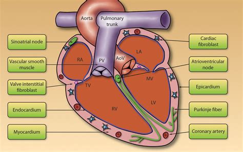 Cardiac Cell Types In Adult Heart The Heart Is Predominantly Made Up