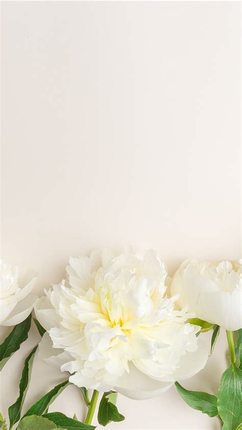 Wallpaper Some White Peony Flowers 5120x2880 Uhd 5k Picture Image
