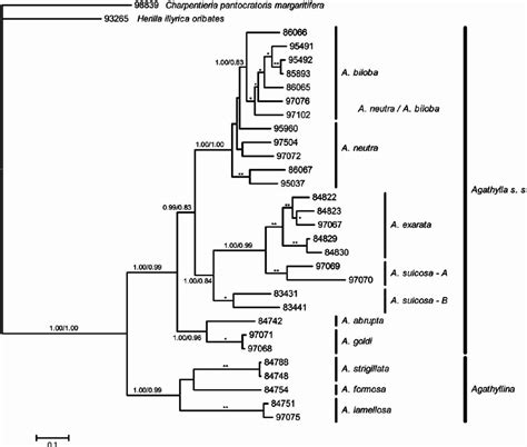 Bayesian Tree Showing Phylogenetic Relationships Within Agathylla