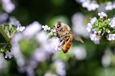 花の蜜を吸うミツバチの写真素材 ぱくたそ