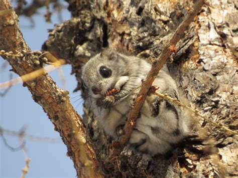 Siberian Flying Squirrel Pteromys Volans · Inaturalist