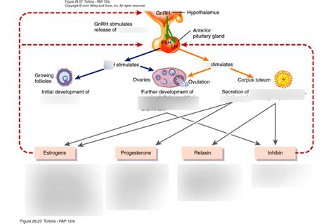 Hormones Female Reproductive Cycle Diagram Quizlet