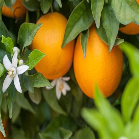 Citrus Aurantium Var Amara Orange Blossom Absolute Oils At Rs 14000kg