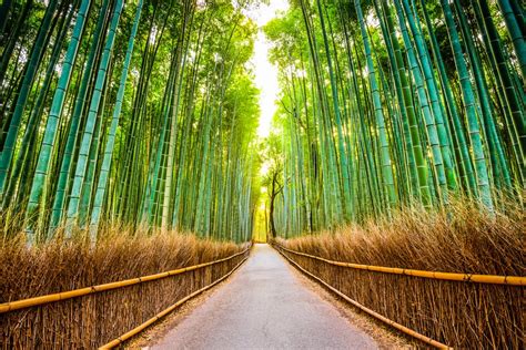 The Famous Bamboo Forests In Japan Yabai The Modern Vibrant Face