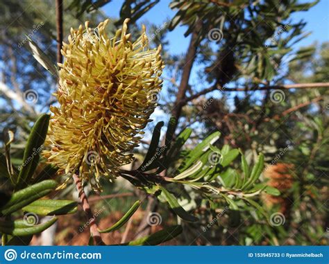 Beautiful Banksia Tree Blooming Stock Image Image Of Focus Nature