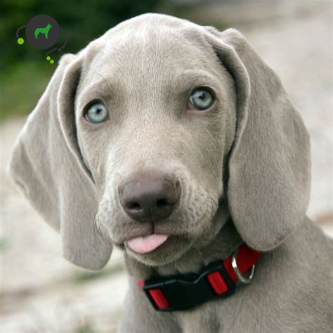 Weimaraner Dog Breed History And Some Interesting Facts