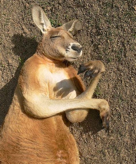 102 Best Kangaroos Images On Pinterest Wild Animals Animal Babies