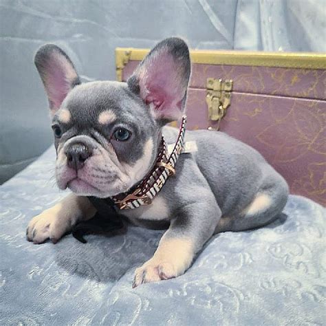 Grey French Bulldog For Salespotted French Bulldog For Sale