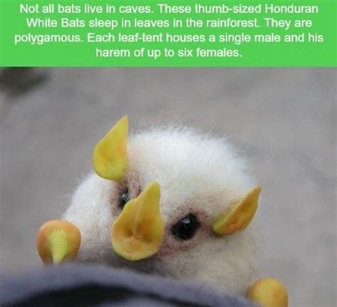 Pin By Anna Hayter On An Interesting Fact Fun Facts About Animals