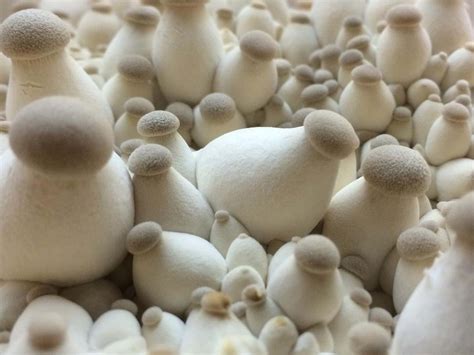 King Mushroom Benefits All Mushroom Info