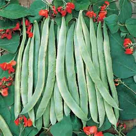 Scarlet Runner Pole Bean Vegetables Rh Shumways Company
